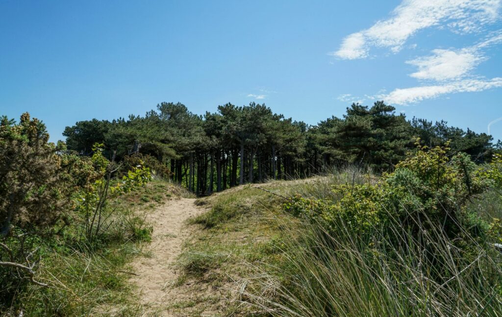 Formby Pinewoods